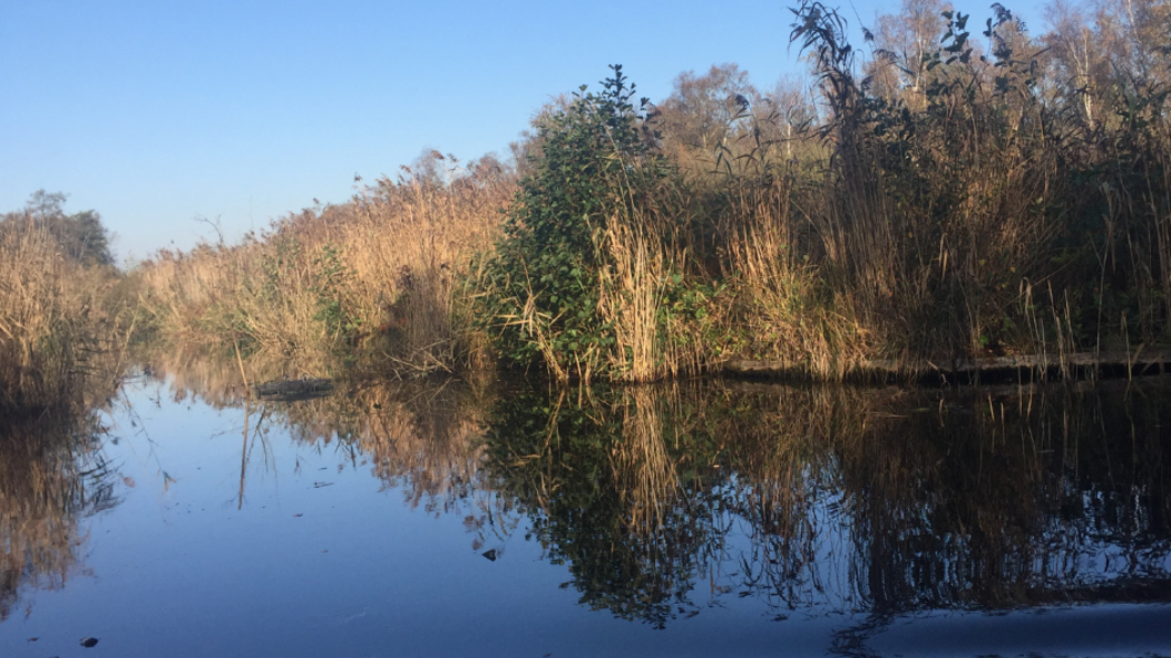 foto van Zuid-Hollandse natuur met water