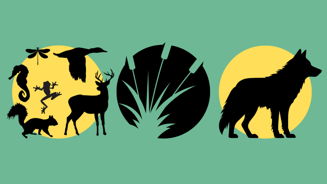 illustraties biodiversiteit