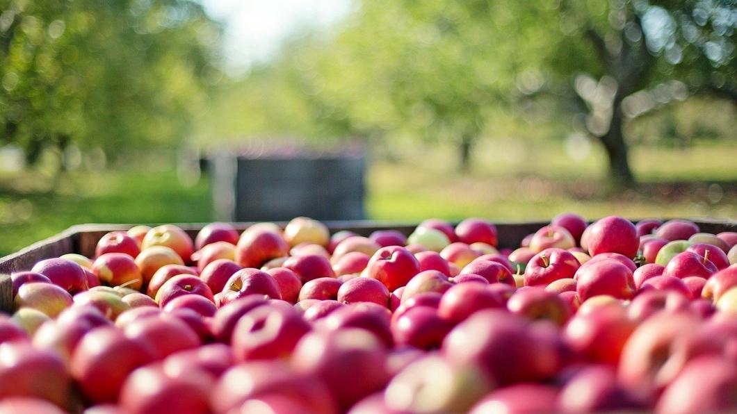 apples-1004886_1280.jpg