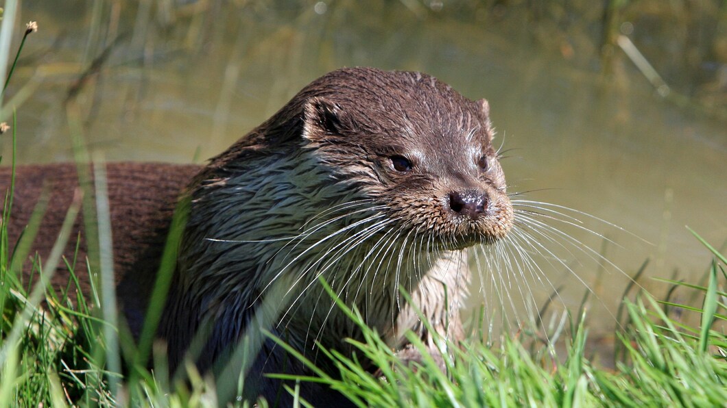 otter-275962_1920.jpg