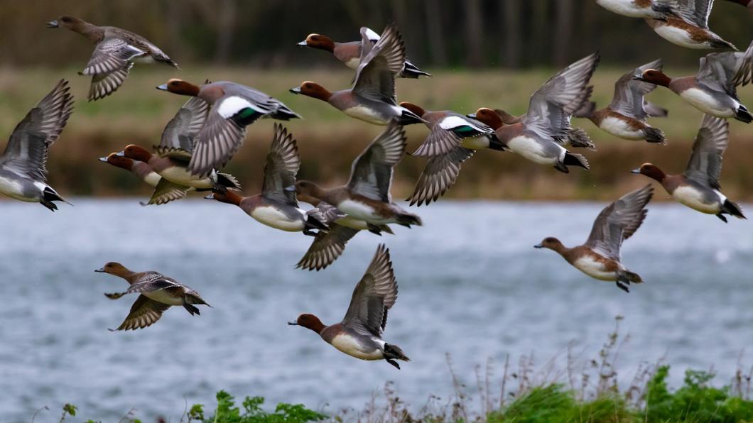 wigeon-duck-4857426_1280.jpg