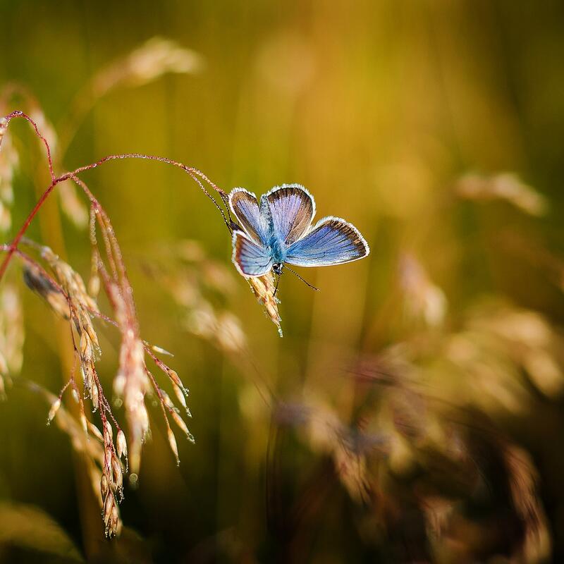 Blauwe vlinder op grasspriet 