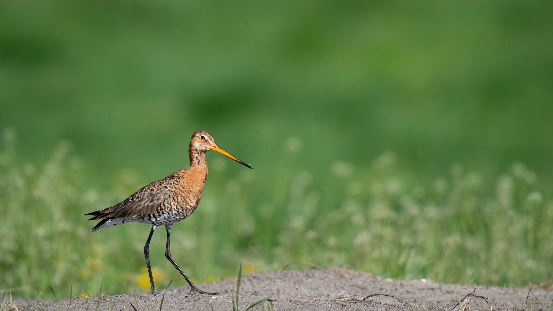 Een Grutto loopt door het weiland