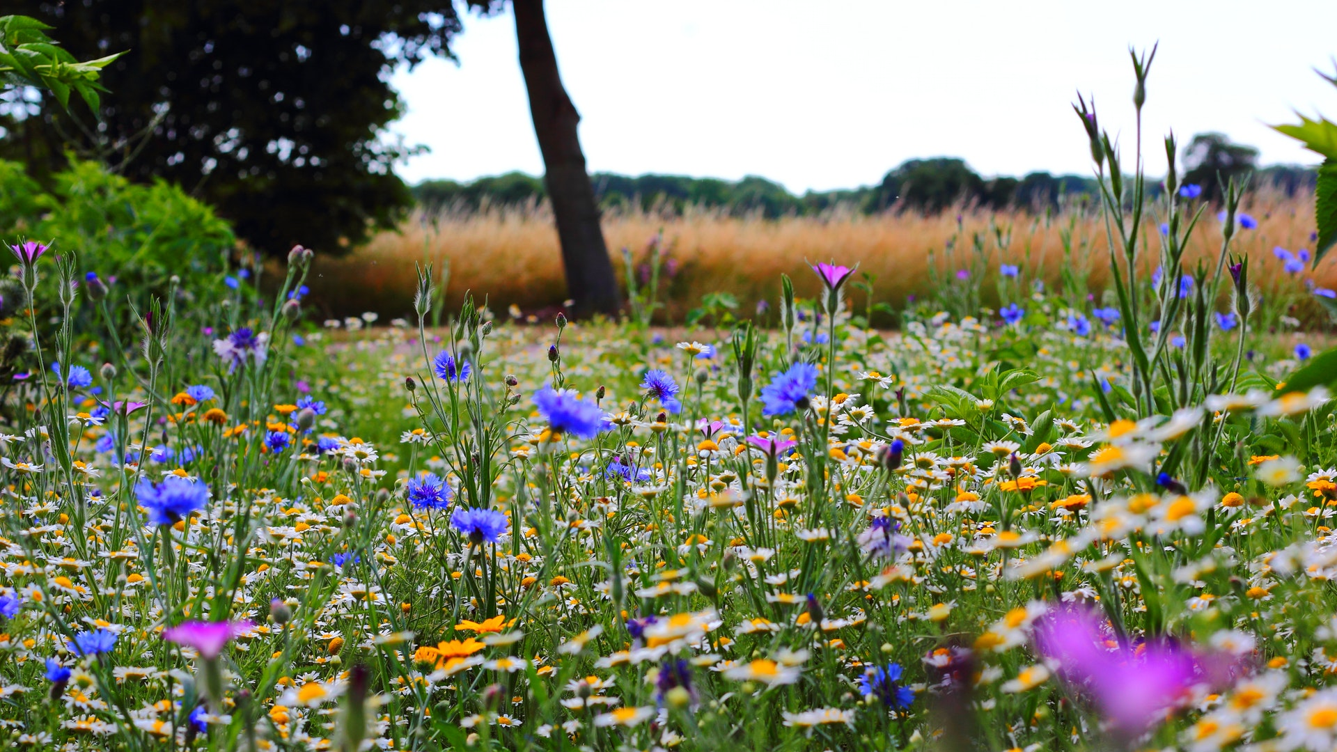 Biodiversiteit