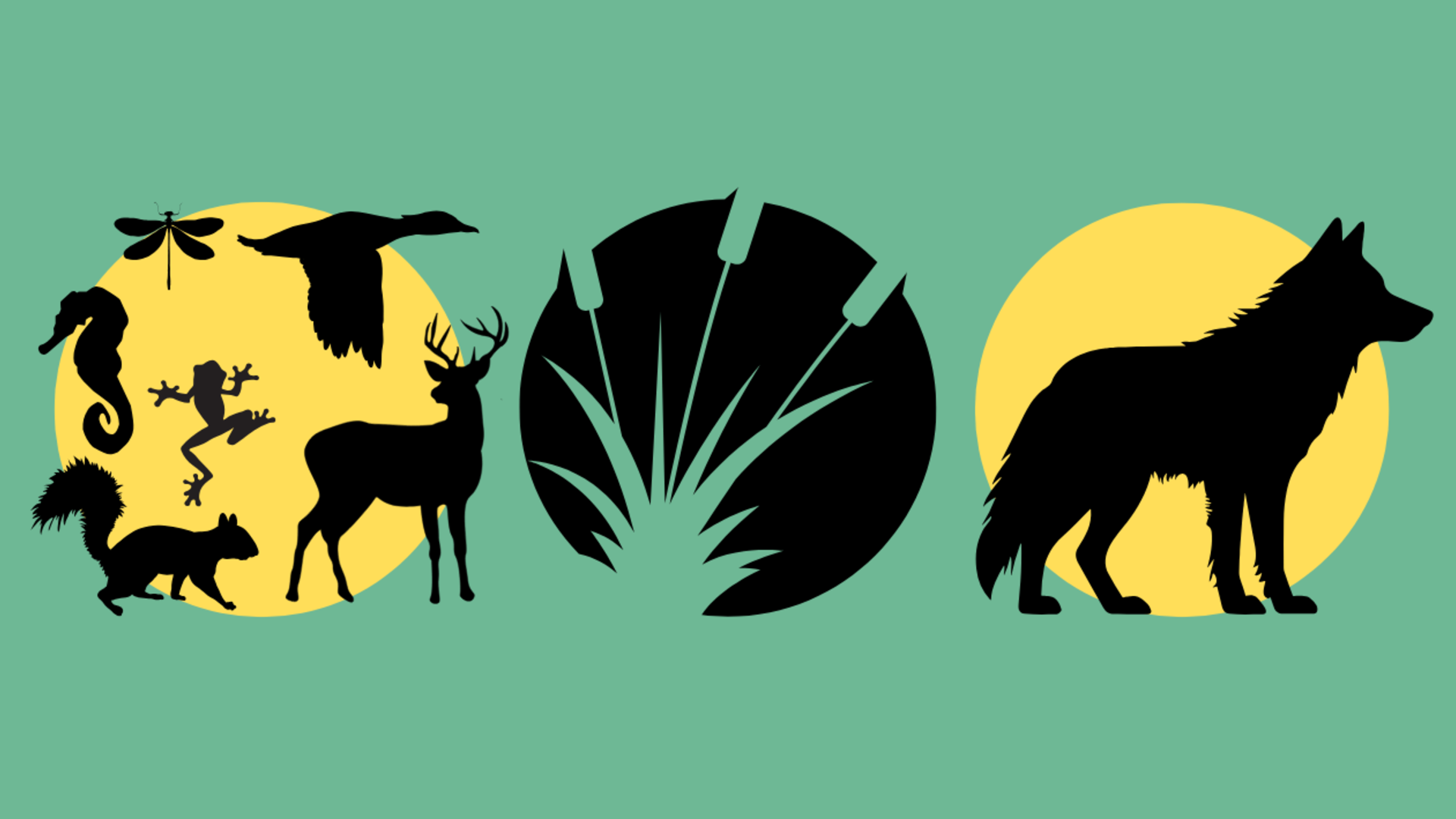 illustraties biodiversiteit