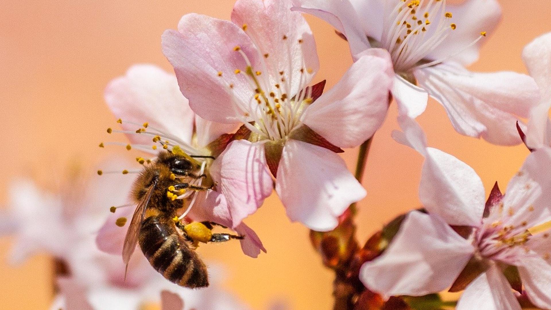 bee-5219887_1280.jpg