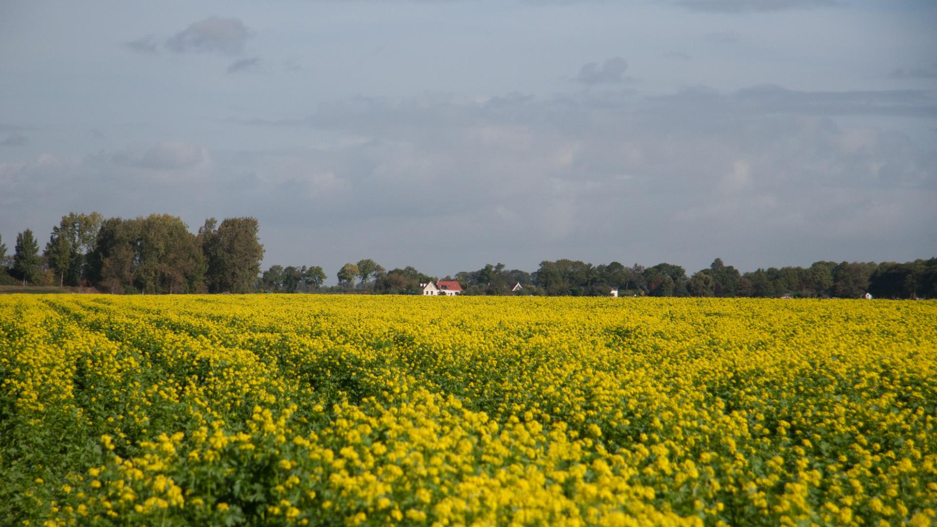 de-torensteepolder-5.jpg