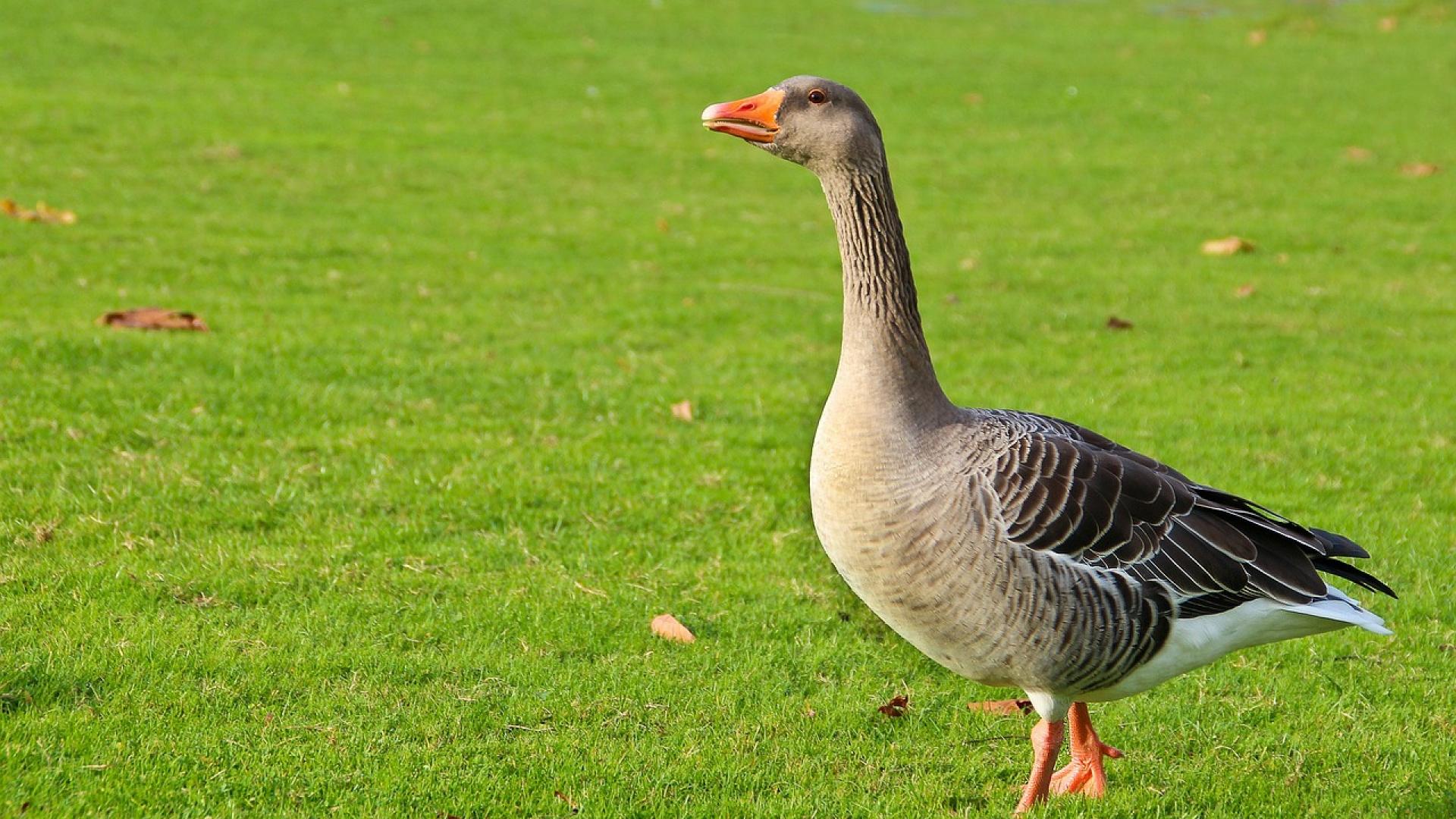 goose-329704_1280.jpg