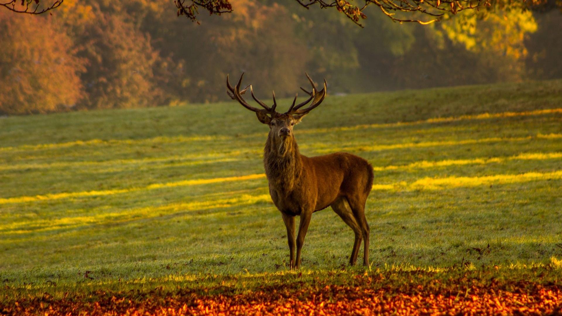 natuur.jpg