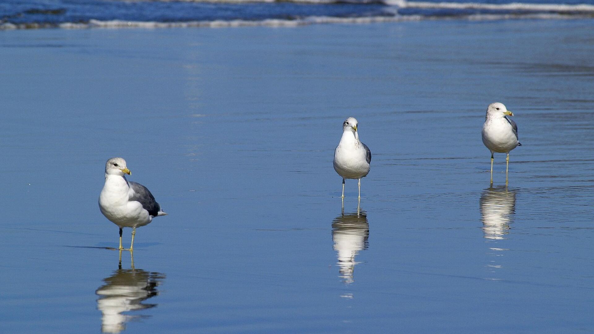seagulls-51019_1280.jpg